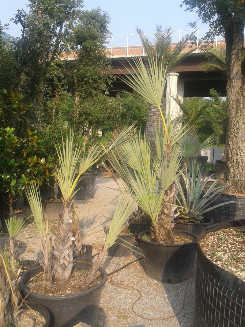 mazari palm