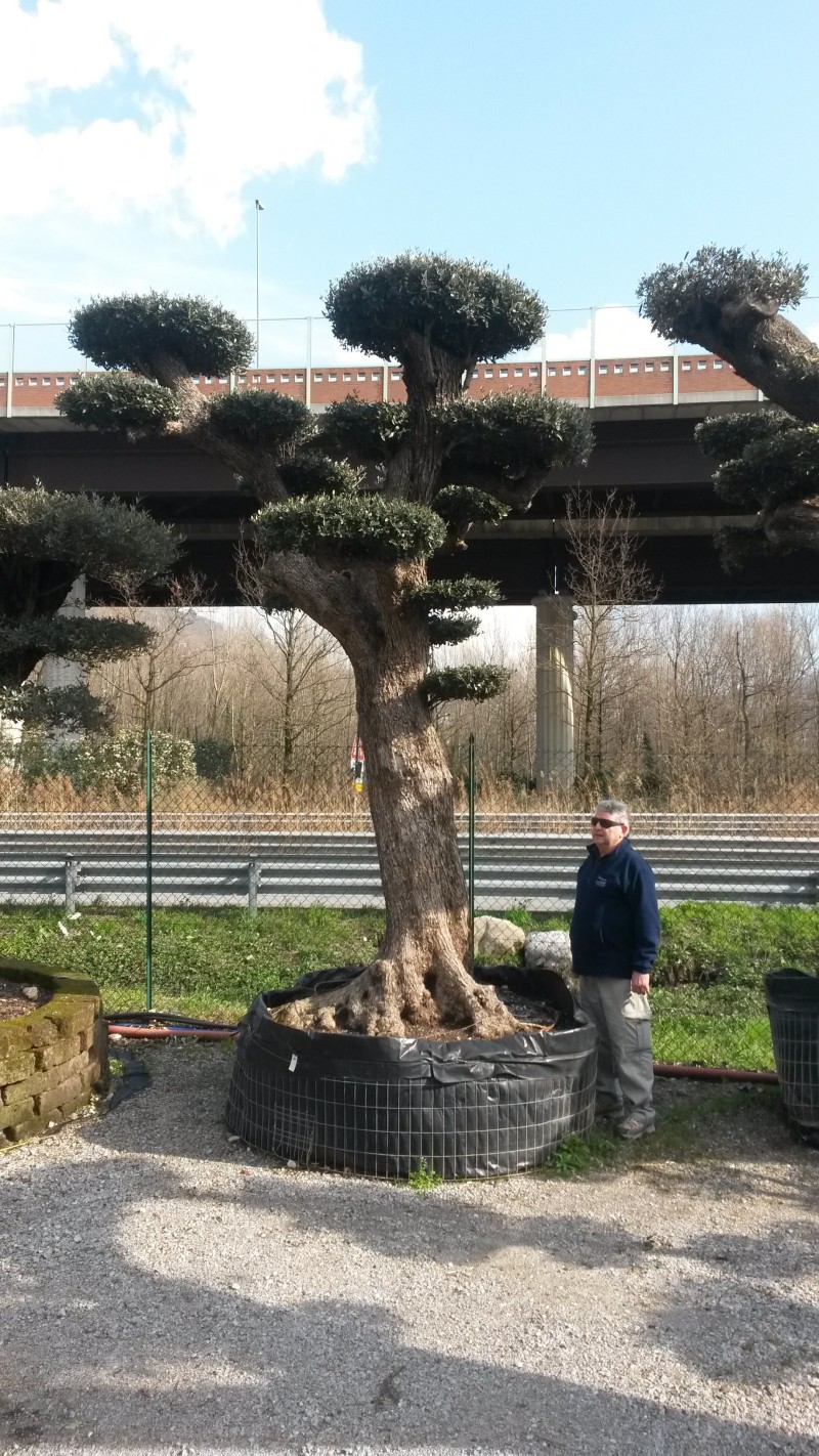 olivo-bonsai-online