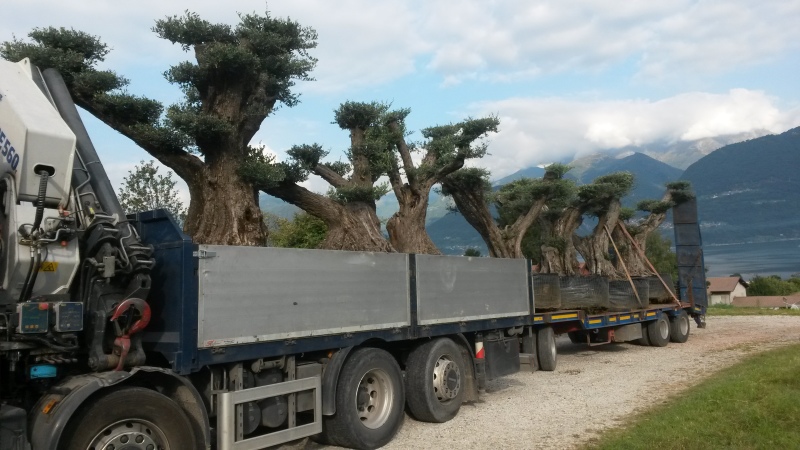 trasporto ulivi bonsai