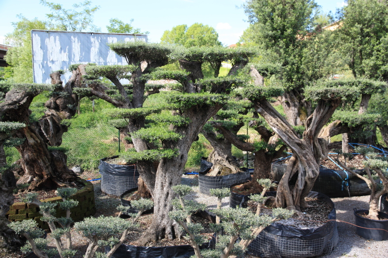 ulivi bonsai