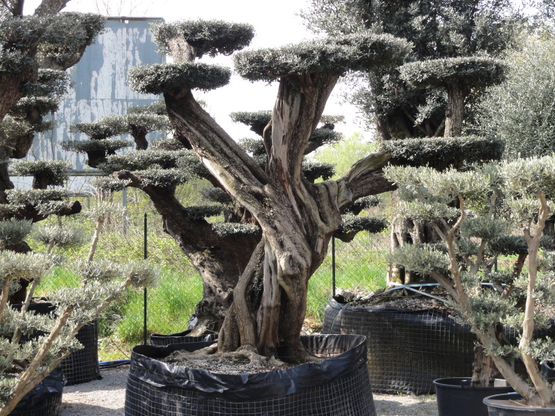 vendita olivi bonsai