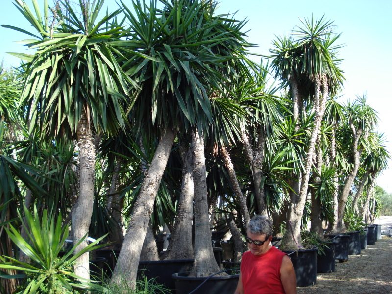 yucca esemplare in vendita